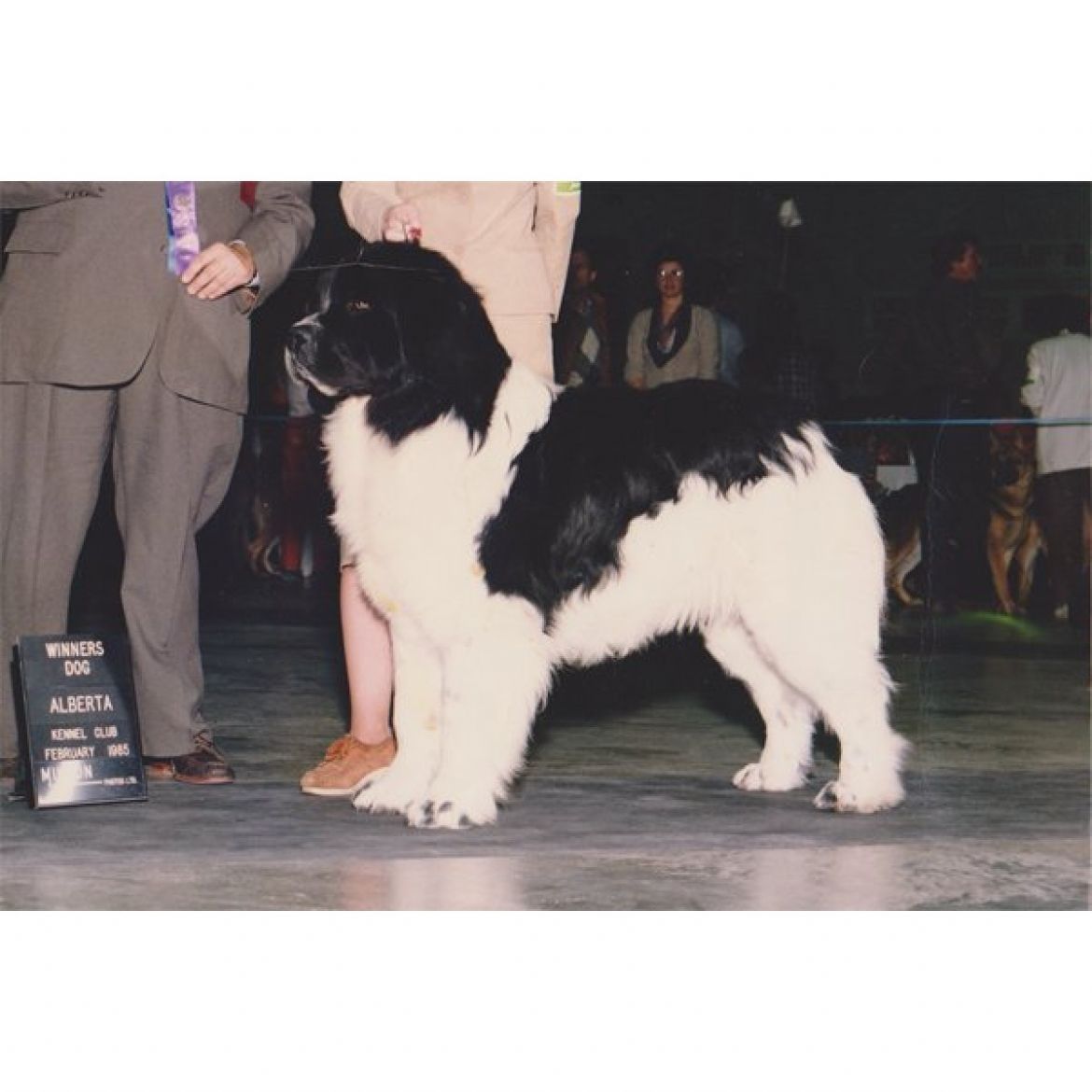 R Abbyacres Typhoon Terry (25-03-1983)